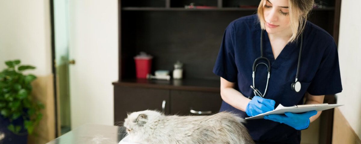 cabinet-veterinar-sector-4