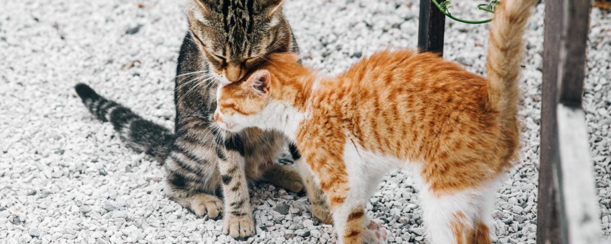 perioada-de-gestatie-la-pisici