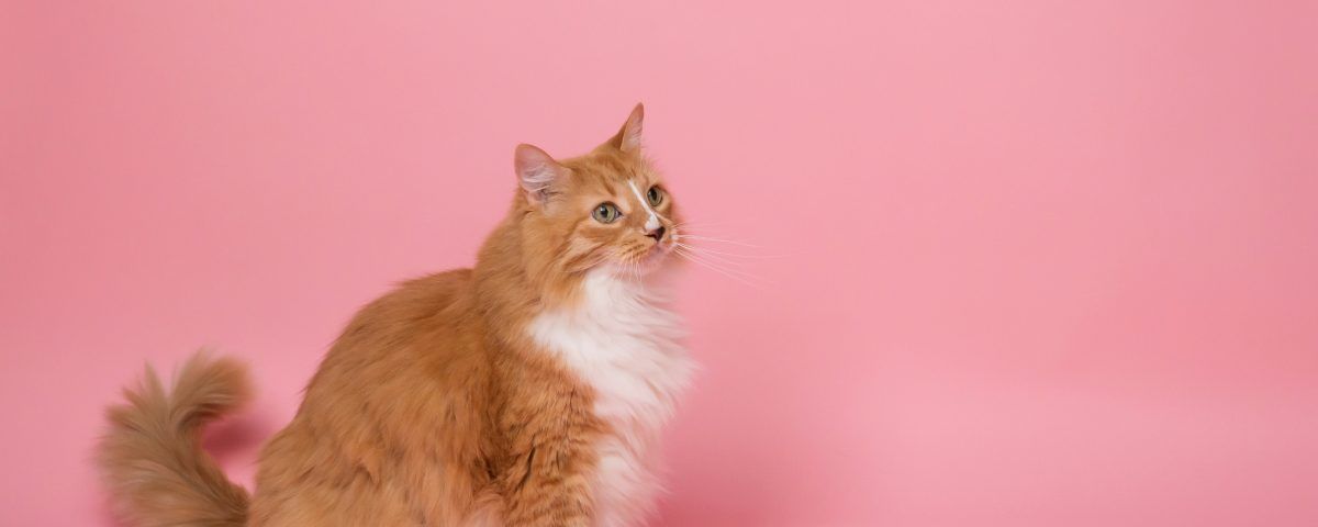 stomatita-pisici (2)