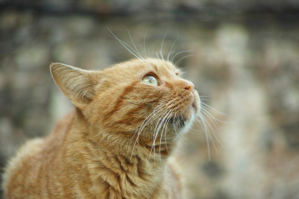 de-ce-tusesc-pisicile-1