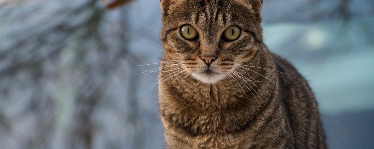 de-ce-tusesc-pisicile