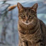 de-ce-tusesc-pisicile